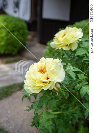 Peony 53671460