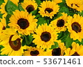 Sunflower background. Blossom yellow flower 53671461