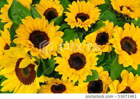 Sunflower background. Blossom yellow flower Sunflower background. Blossom yellow flower 53671461