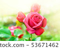 Pink garden rose with warm sunlight background and 53671462