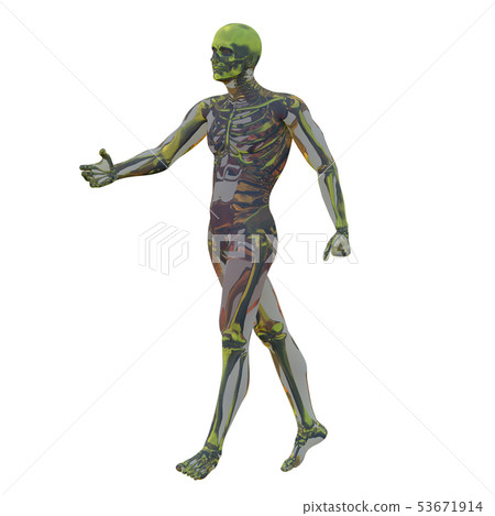 3d rendering of skeleton - Stock Illustration [53671914] - PIXTA