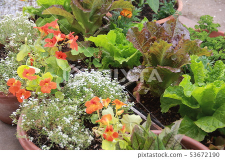 Container kitchen garden 53672190