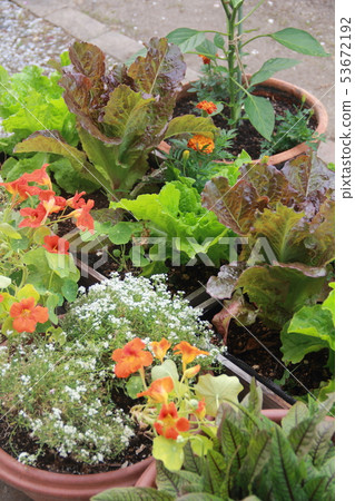 Container kitchen garden 53672192