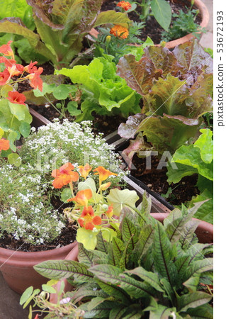 Container kitchen garden 53672193