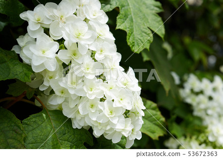 Kashiwaba hydrangea 53672363