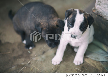 小狗兄弟 53672471