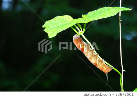 Larvae of Hoshihime Hojak 53672501