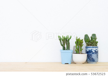 Collection of various cactus plants in different Collection of various cactus plants in different 53672523