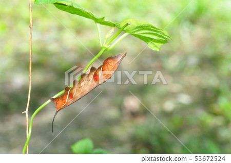 Larvae of Hoshihime Hojak 53672524