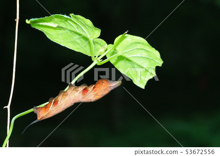 Larvae of Hoshihime Hojak Larvae of Hoshihime Hojak 53672556