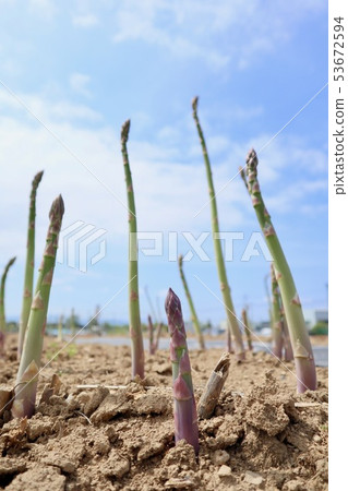 Green asparagus field 53672594