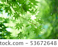 Fresh green maple 53672648