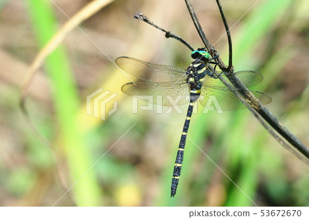 Onyangma (male) Onyangma (male) 53672670