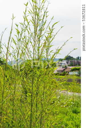 莎莎離開了 莎莎離開了 53672811