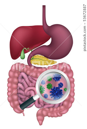 Gut Bacteria Digestive System Probiotic Flora 53672887