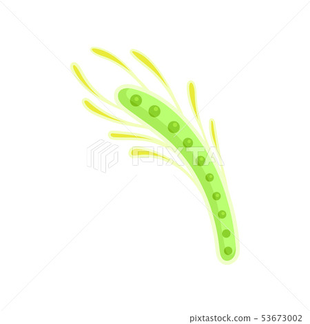 Thin light green plankton with yellow tentacles. Vector illustration 53673002