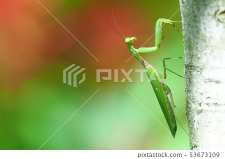 White-tailed Mantis 53673109