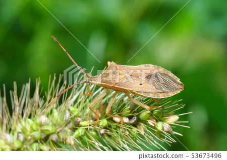 Hoshiharabiroherigamimushi and Enokologusa 53673496