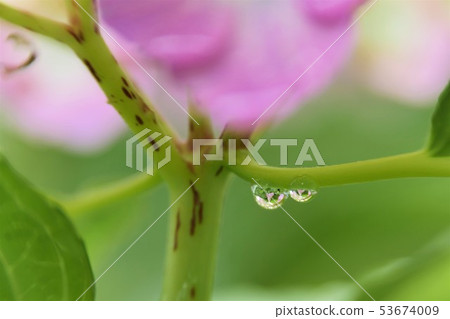 滴水從繡球花滴落 53674009