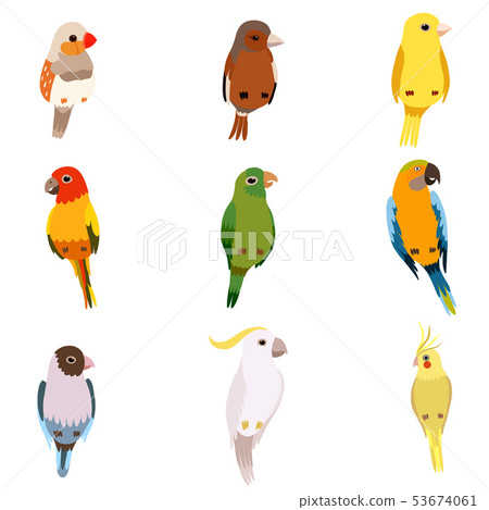 Little Birds Set, Amadin, Sparrow, Canary, Parrot, Cockatoo, Cute Home Pets Vector Illustration 53674061