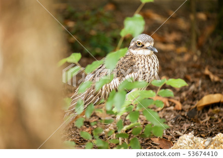 Bush stone-curlew 53674410