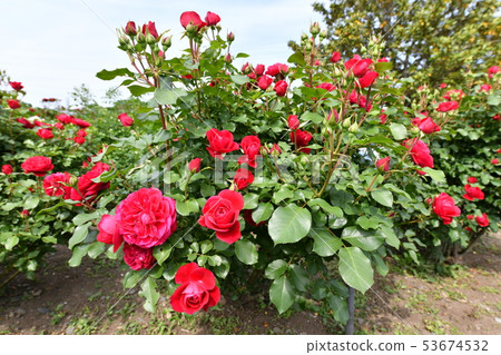 rose rose 53674532