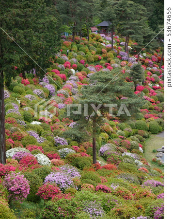 Saltwater Azalea of Kanonji 53674656