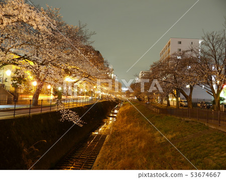 實達河夜櫻花 53674667