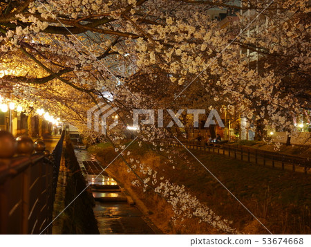 實達河夜櫻花 53674668