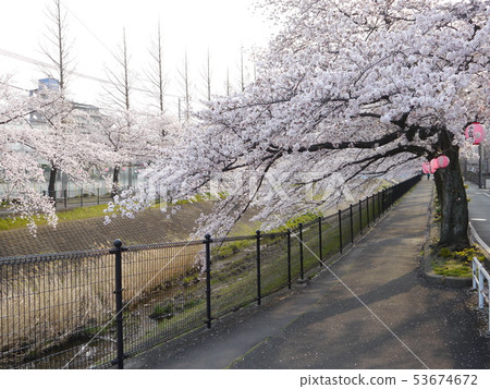 烏干達河的櫻花 烏干達河的櫻花 53674672