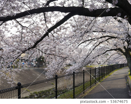 Sakura in Ugada River Sakura in Ugada River 53674675