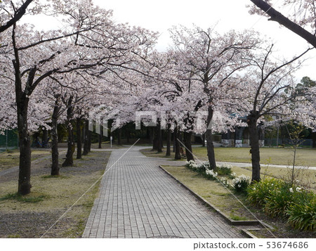 高野公園的櫻花（多摩中心） 53674686