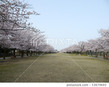 高野公園的櫻花（多摩中心） 53674693