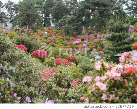 Kanonji的鹽水杜鵑花 53674739