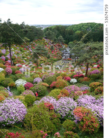 Saltwater Azalea of Kanonji 53674759
