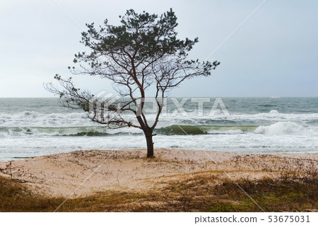 stormy weather by the sea, lonely tree by the sea 53675031