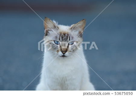 Blue Eyed Angel Blue Eyed Angel 53675050