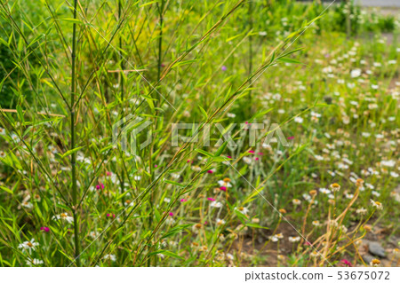 Sasa leaves 53675072