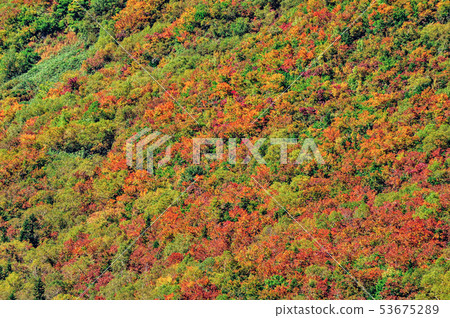 Scarlet autumn leaves under Tateyama Ropeway 53675289