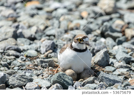 Embracing cubs 53675679