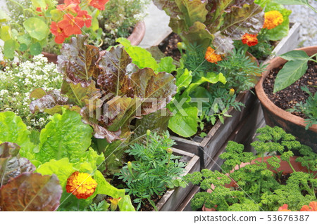 集裝箱廚房花園 53676387