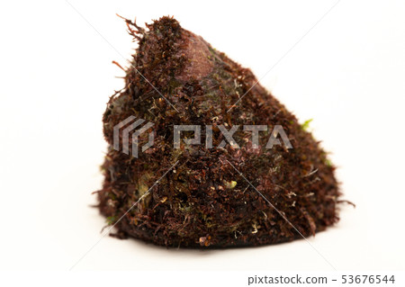 Tegula pfeifferi 53676544