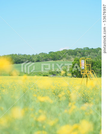 Landscape of Hokkaido Rape field of Anping Town 53676997