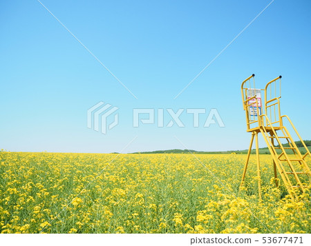 北海道強奸的風景在安平鎮開花 53677471