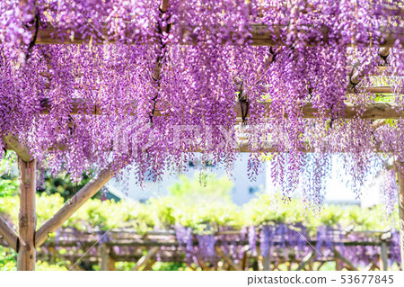 Tokyo Kameido Tenjin no Fuji 53677845