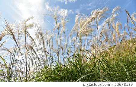 Susuki Susuki Susuki Susuki 53678189