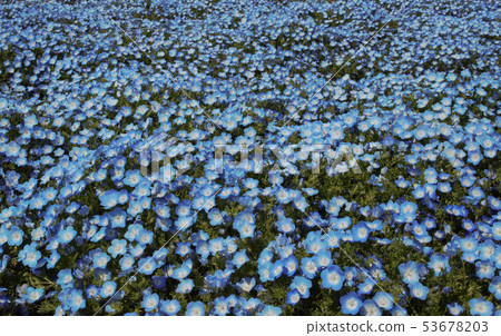 ■ □ nemophila □ ■ Yamanashi Prefecture Lake Yamanaka Flower Park 53678203