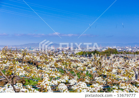 盛開的梨花和富山平原 53679777