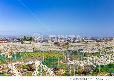 盛開的梨花和富山平原 53679778