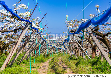 盛開的梨領域 53679779